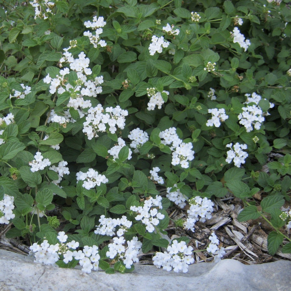 Lantana