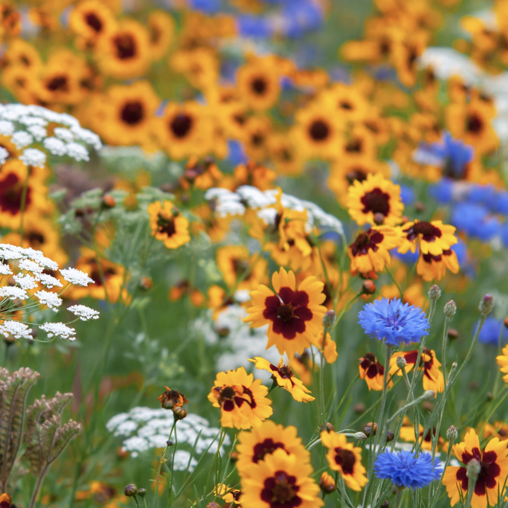 Wildflowers