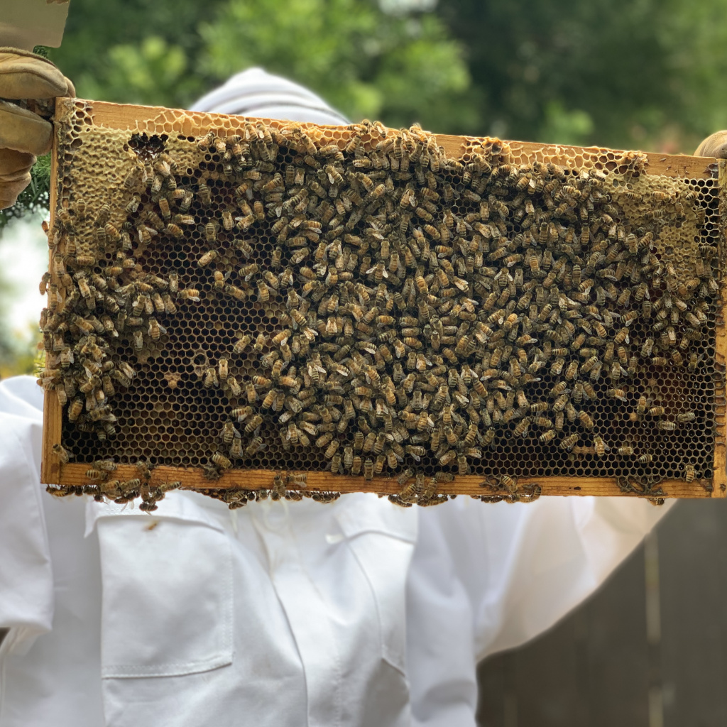 Honeycomb frame with bees