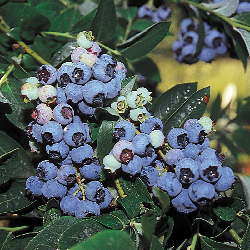 Blueberries